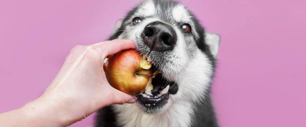 Debunking 5 Common Dog Nutrition Myths to Keep Your Canine as Healthy as Possible