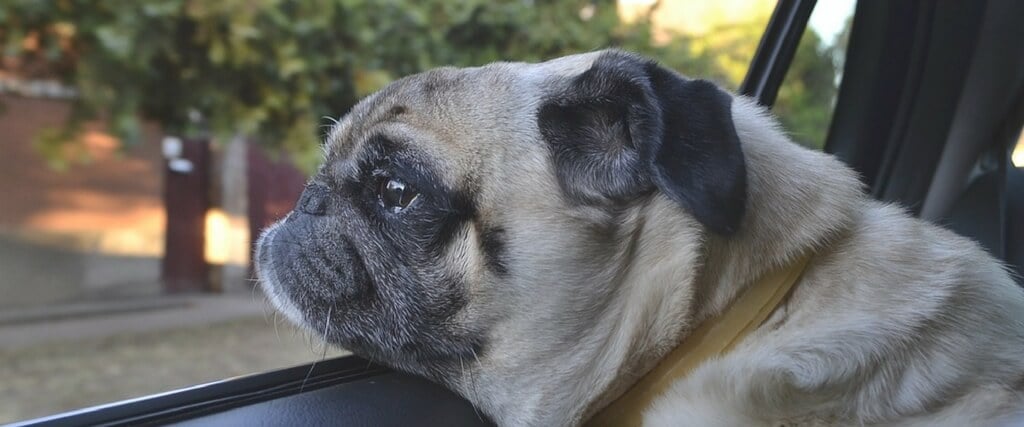 Disaster Planning Includes Pets, Too!