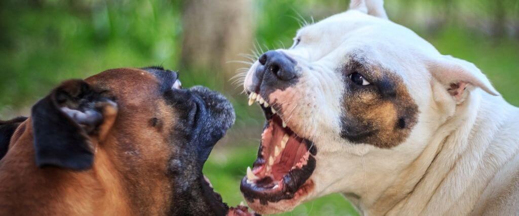 7 Types of Dog Aggression and How to Nip Them in the Bud