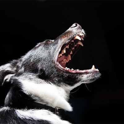 Dog barking showing teeth