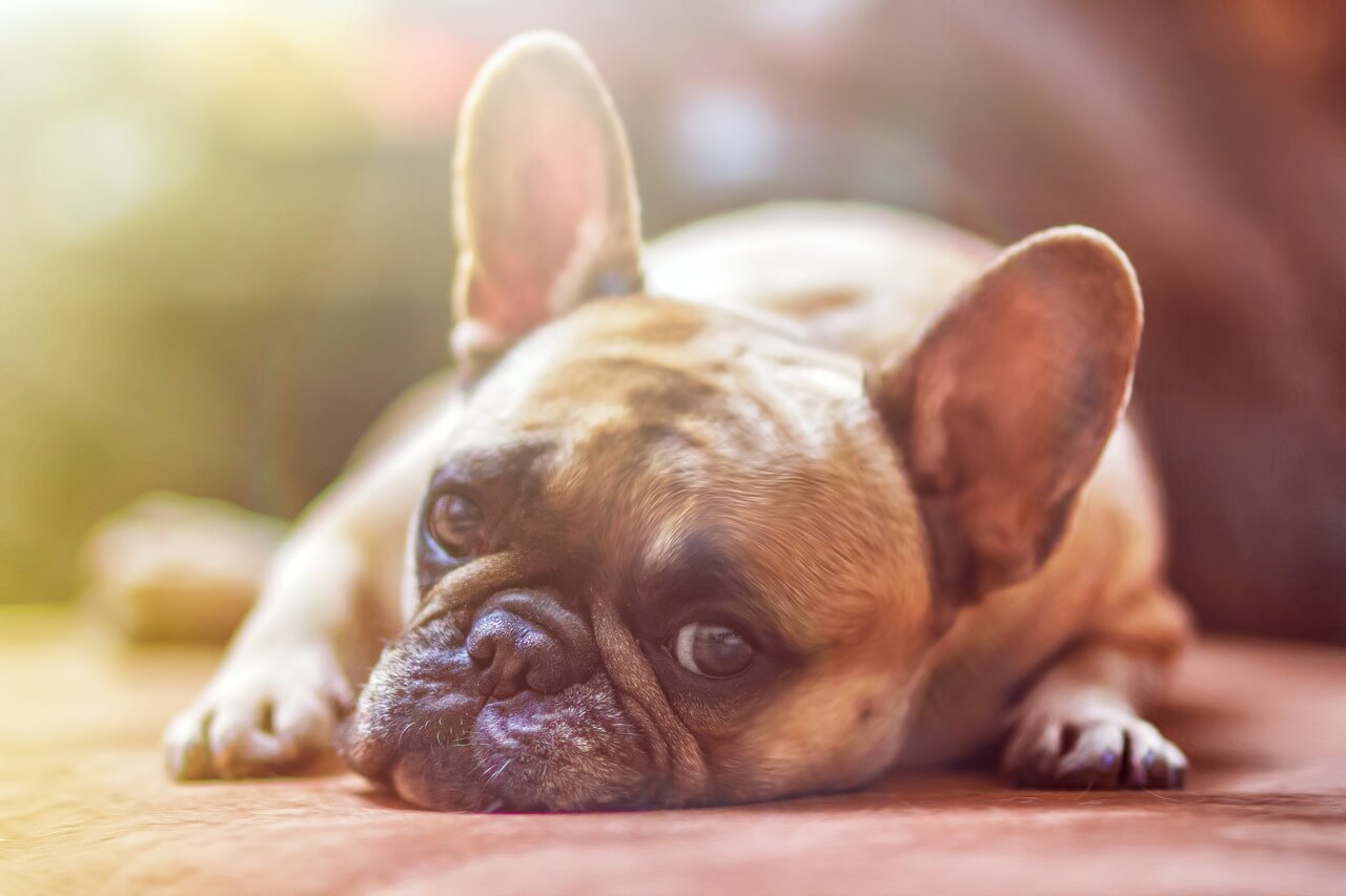 What is Brachycephalic Syndrome? 