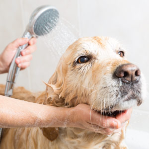 Dog Grooming Bathing