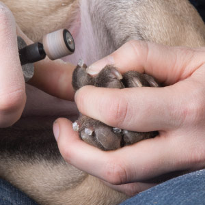 Dog Grooming Bathing