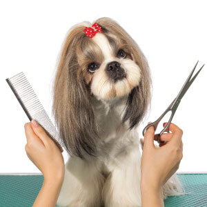 Dog Grooming Bathing