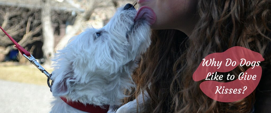 what does it mean when dogs kiss you