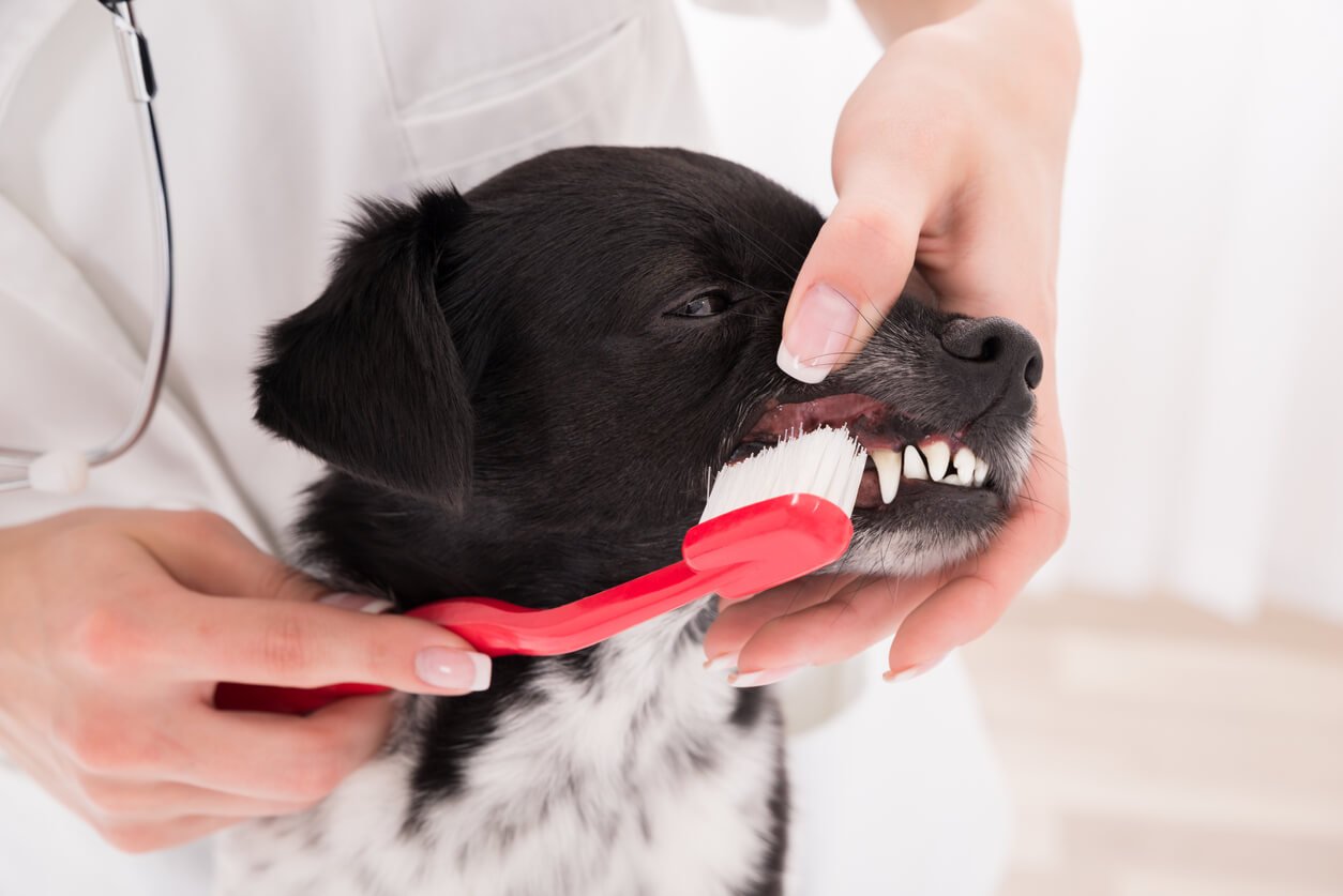 are dogs too old to get their teeth cleaned