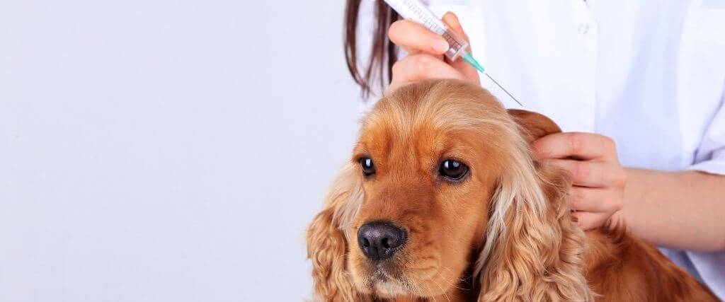 The Essential New Pet Owner's Guide to Dog Vaccinations