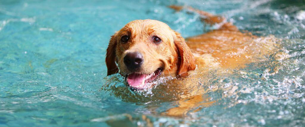Dog swimming in water, at an increased risk for dog sunburn