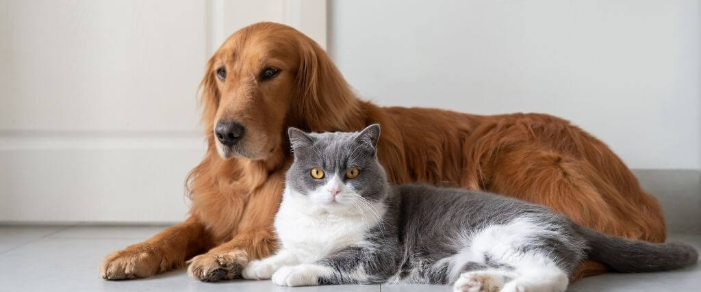 6 Things to Consider Before Using CBD On Your Pet