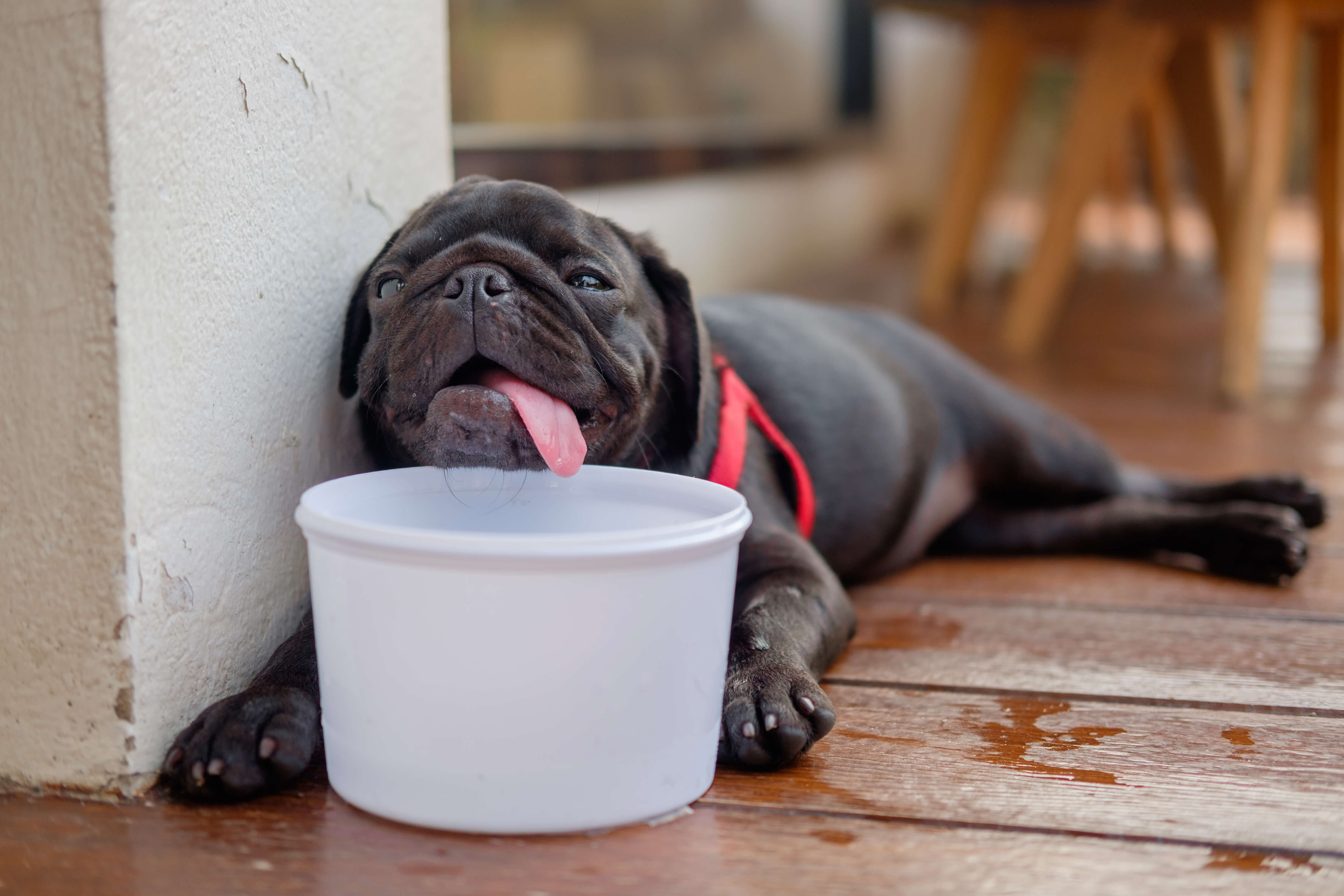 Hot Tips On How to Prevent Heatstroke in Dogs