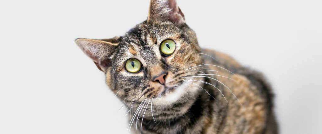 Cat with tilted head, the truth about feline heartworm disease