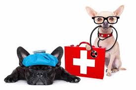 First Aid for Pets: Preparing a Kit