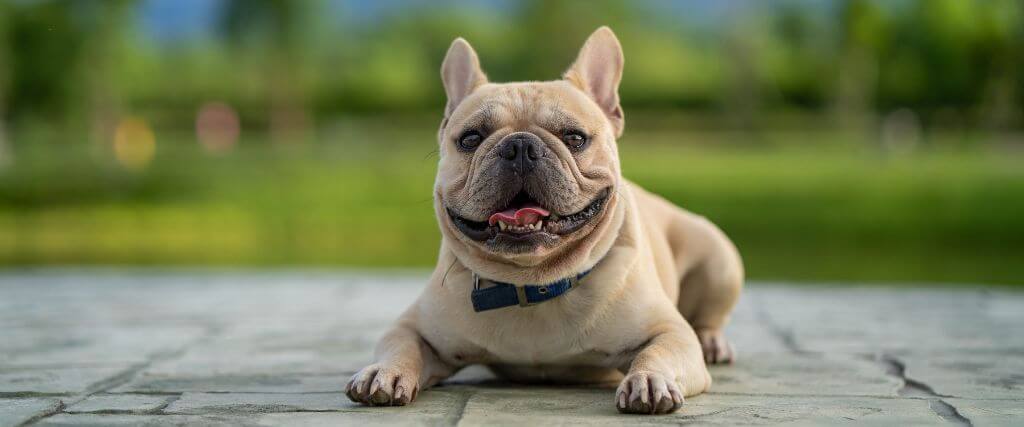 A french bulldog showing french bulldog breed characteristics.