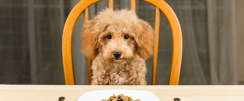 6 Ways to Curb Your Canine's Seemingly Insatiable Appetite 