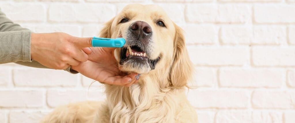 5 Ways to Make Home Dental Care Easier for You and Your Dog