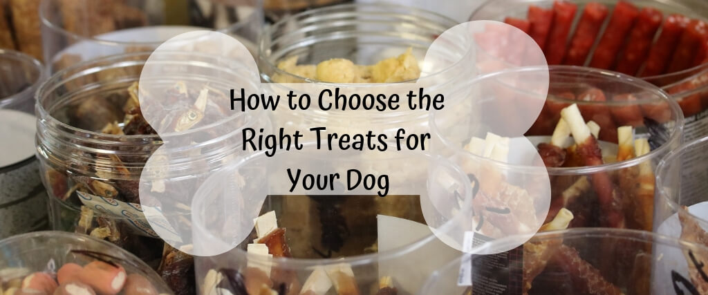 How to Choose the Right Treats for Your Dog