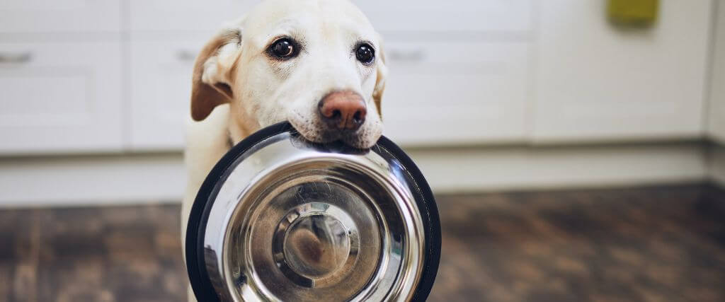 A dog in the kitchen holding its food bowl in its mouth.