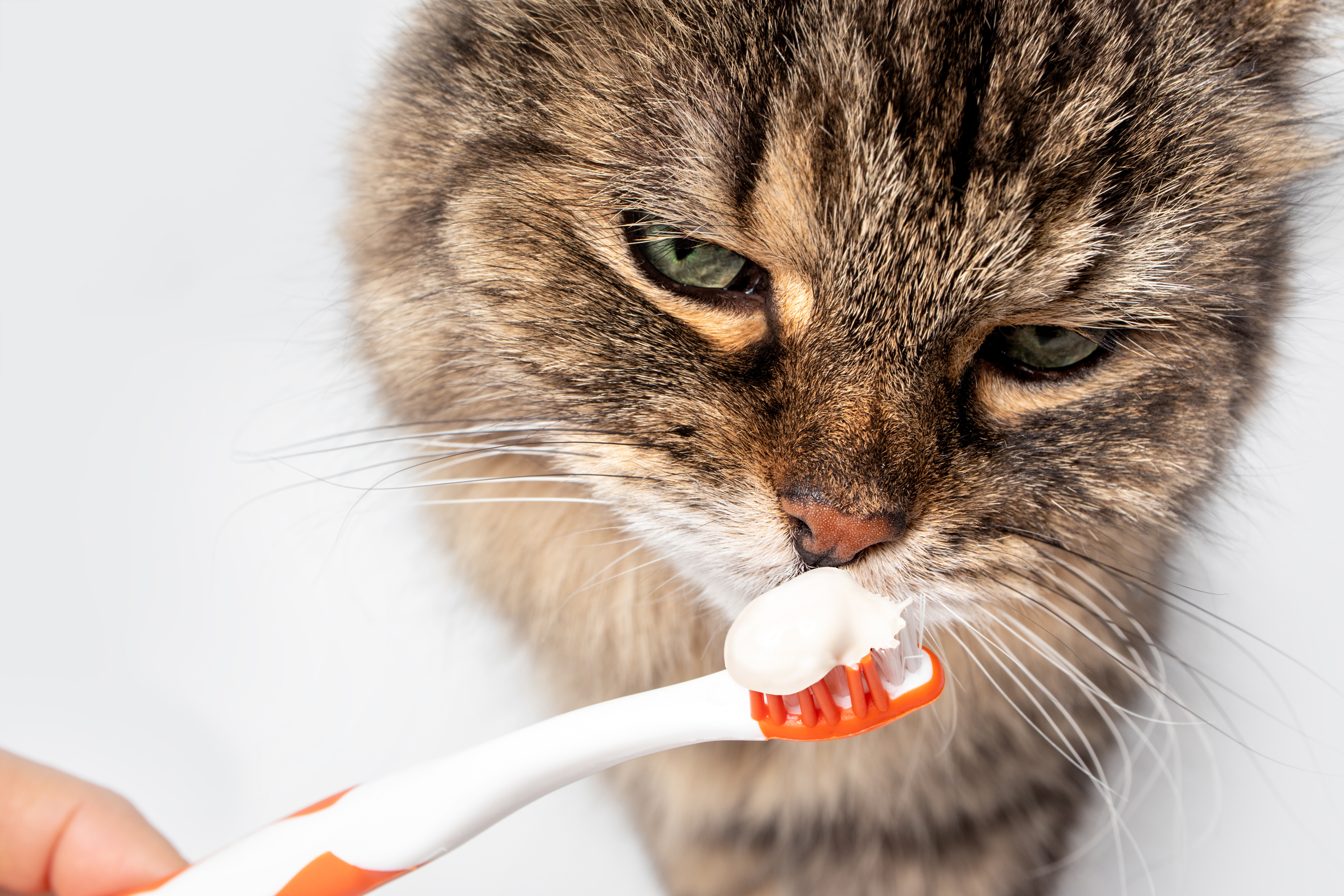 How to Prevent Unnecessary Pain With Proper Cat Dental Care