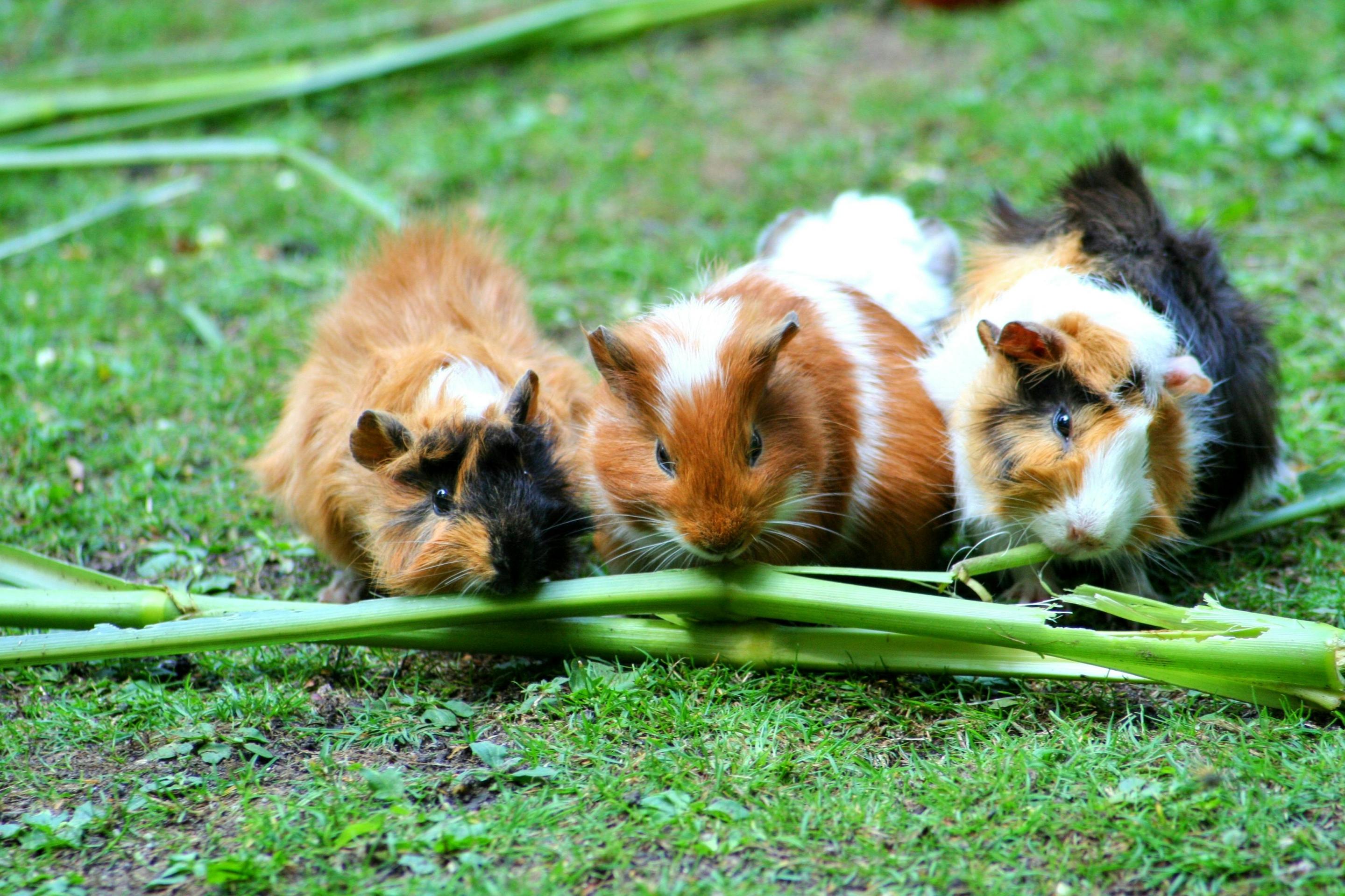 Animal Poison Prevention