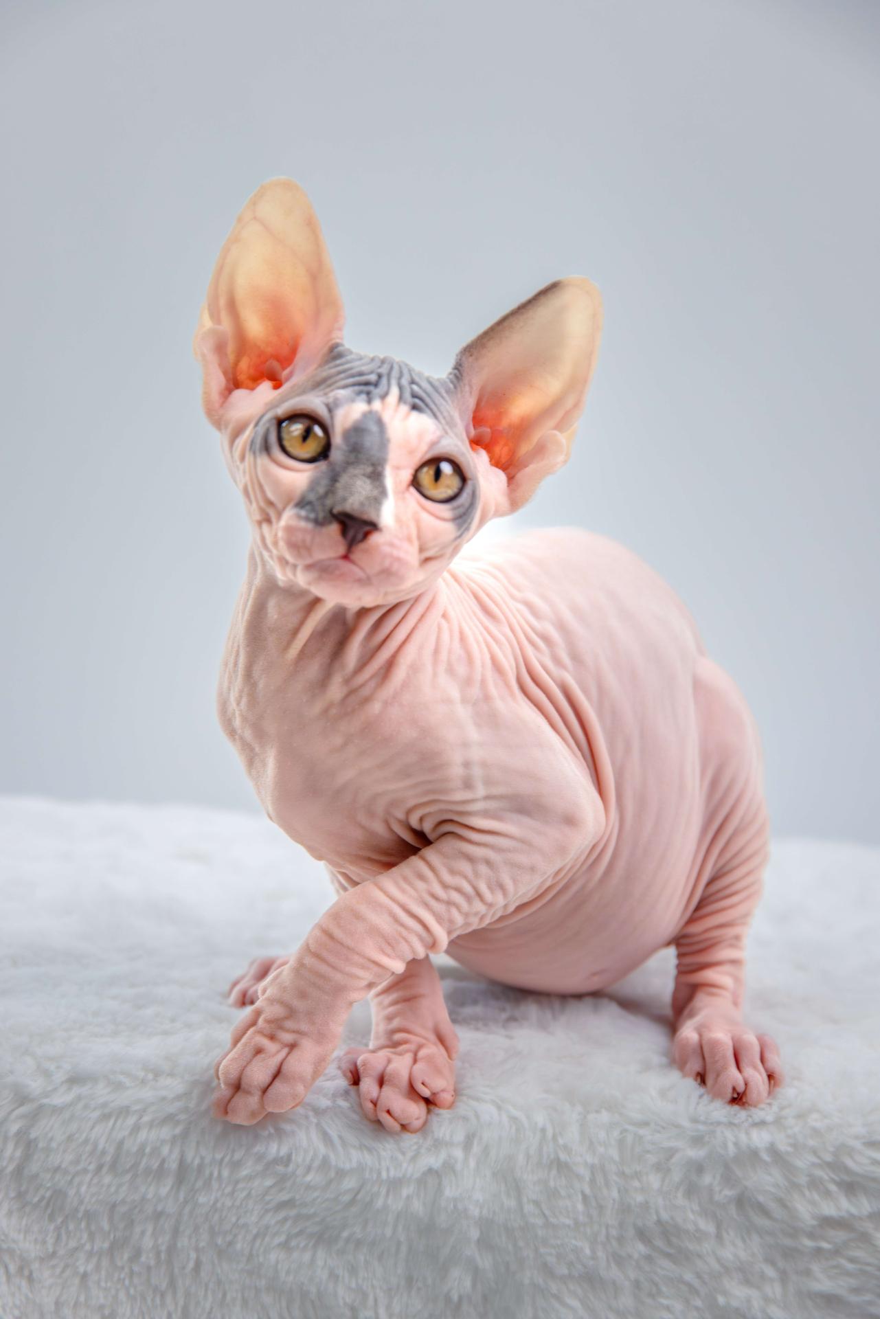 Archibald Skinanigans Ingleside Animal Hospital