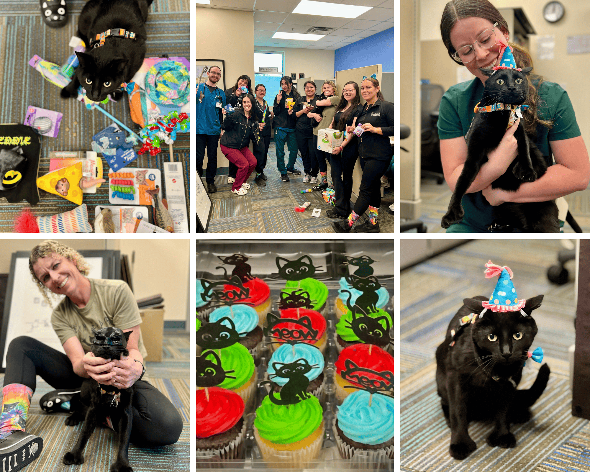 Eddie Ingleside Hospital Cat Birthday