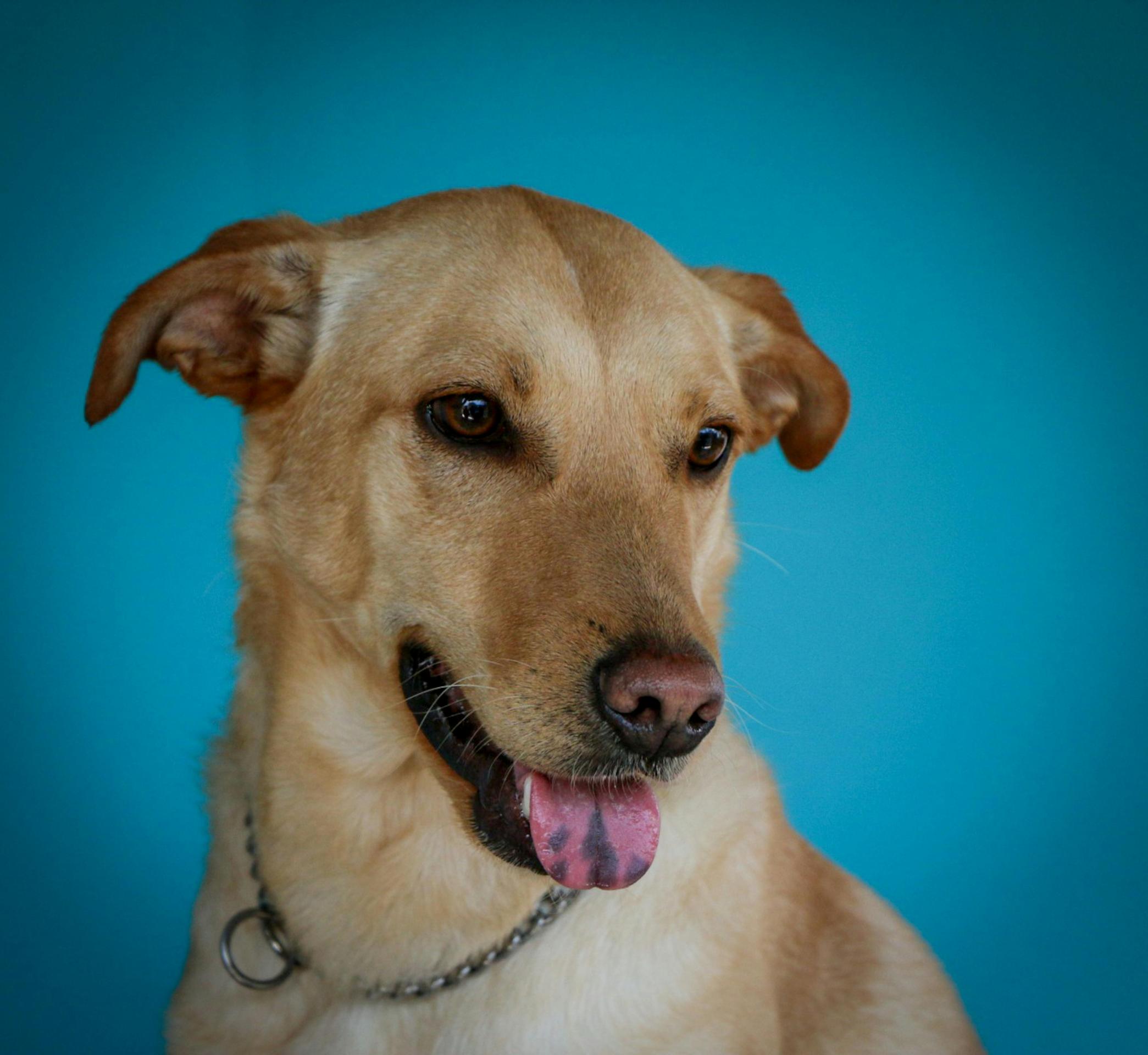  Everything About Dog Neutering