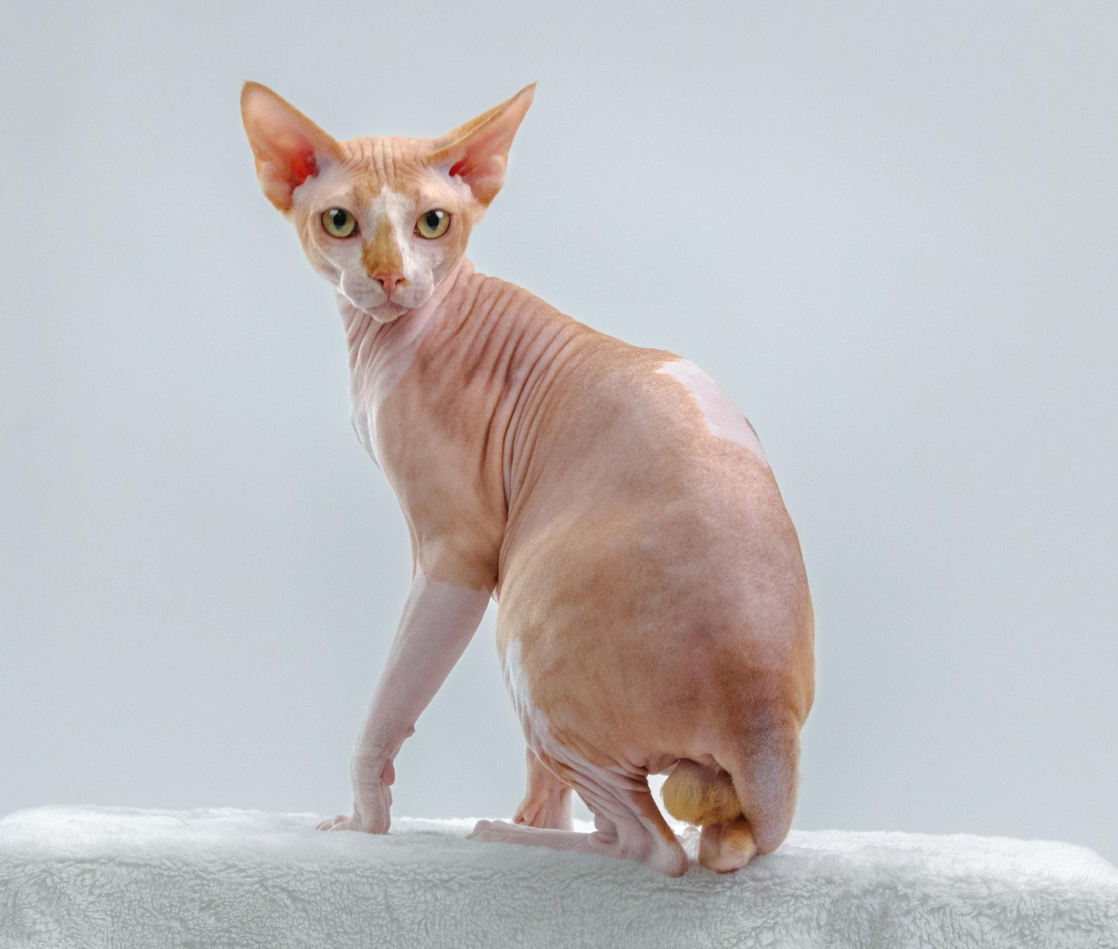 Ivan Drago Ingleside Animal Hospital