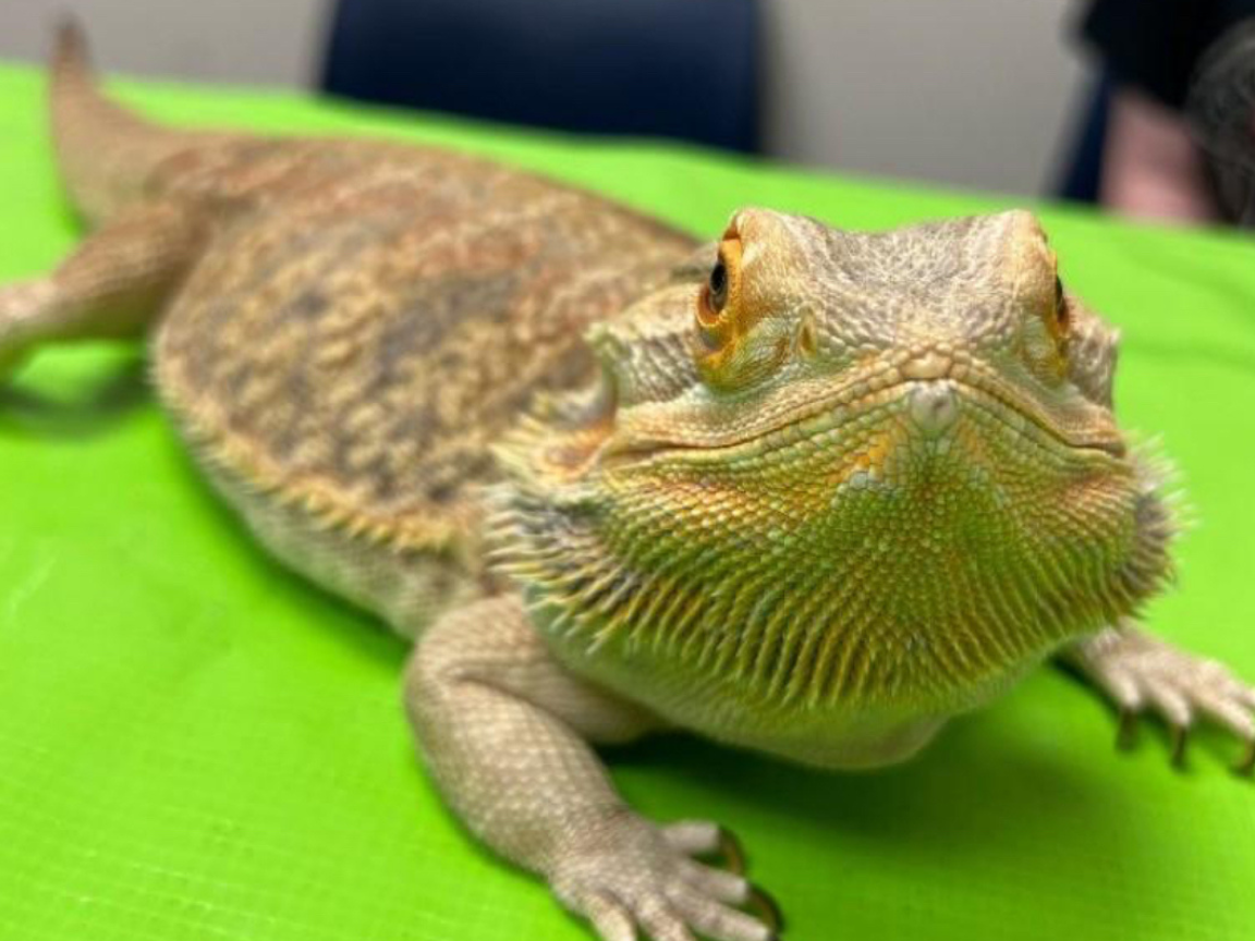 Reptile