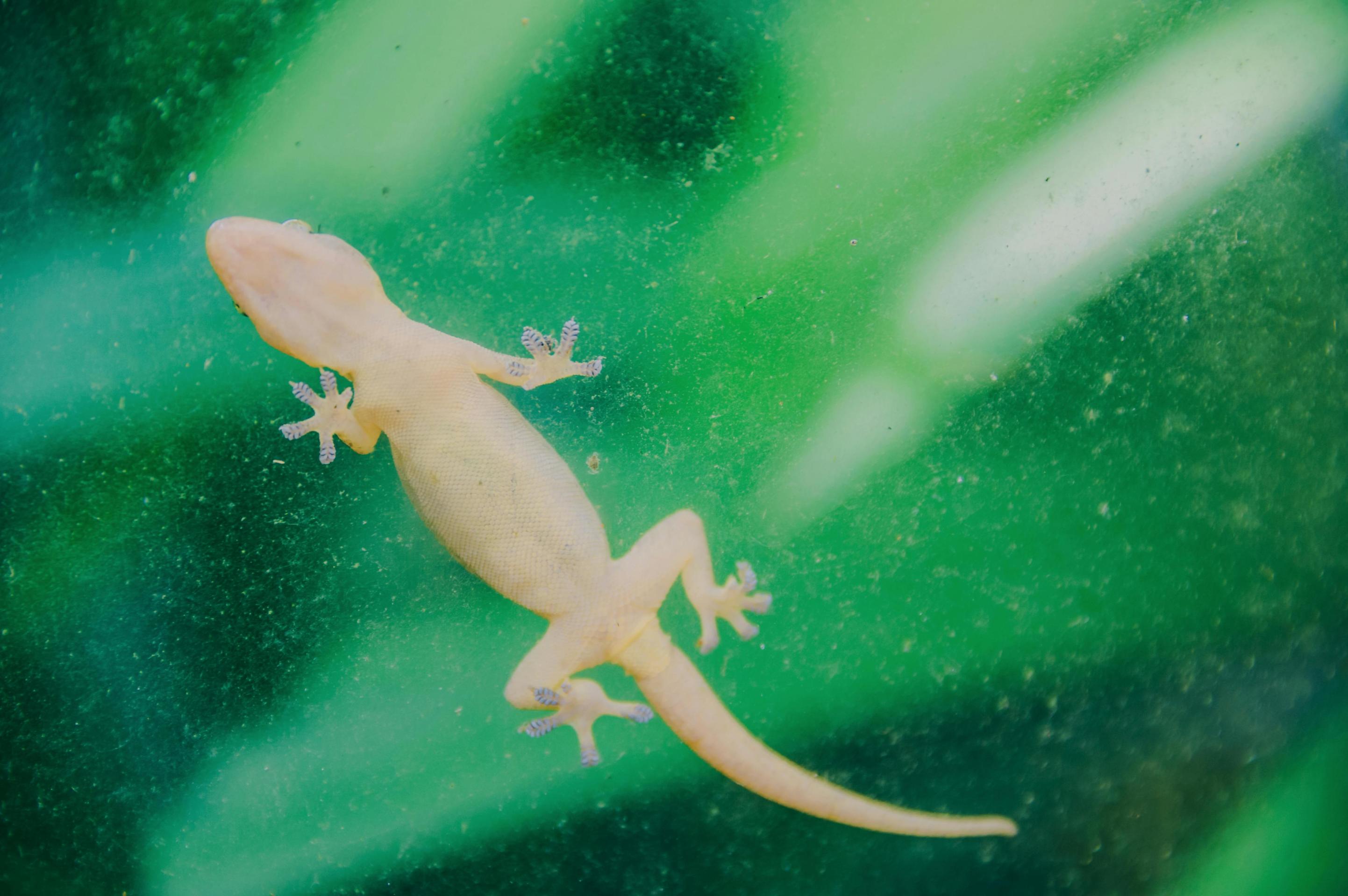 Top 5 Lizards for Beginners and How to Care for Them