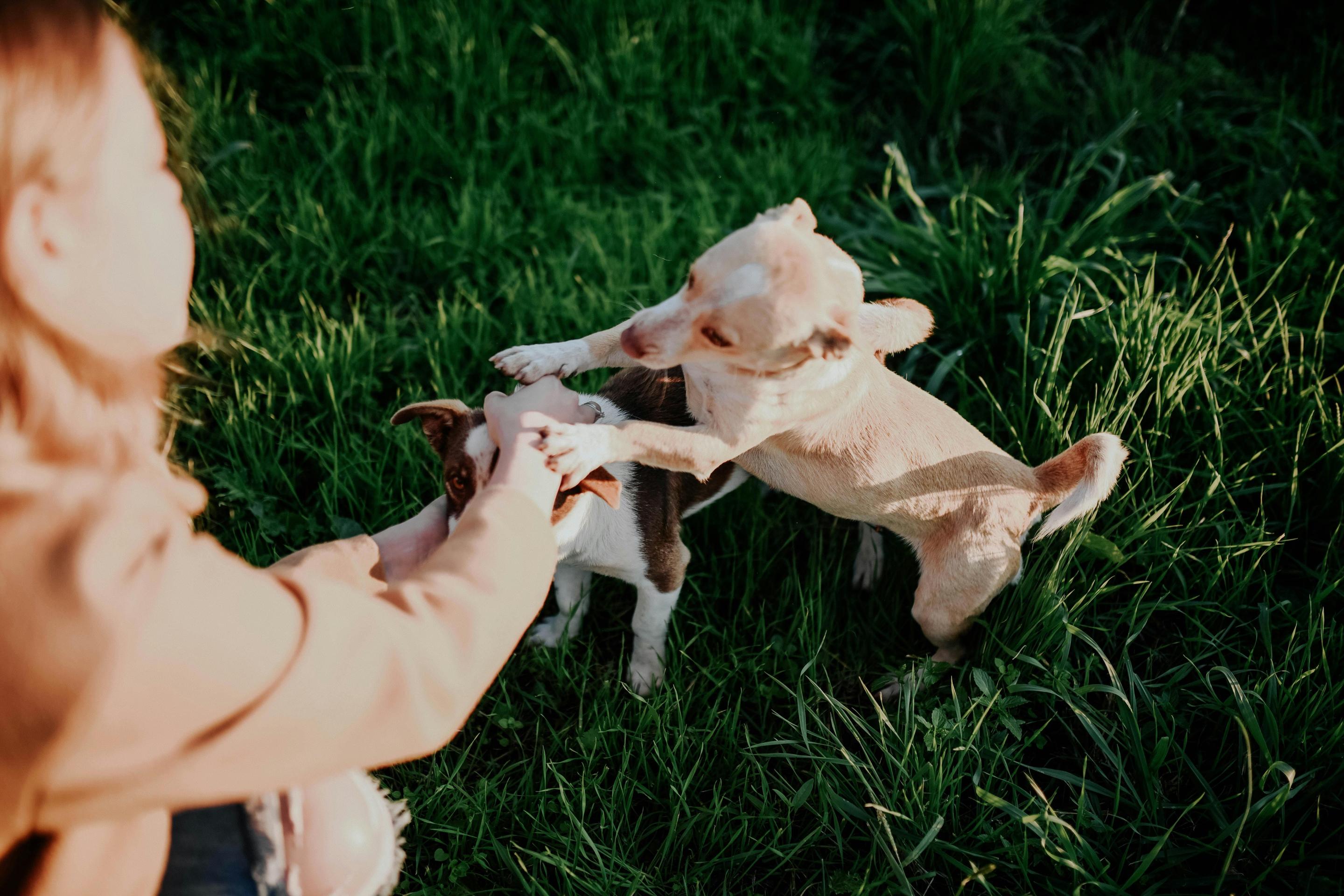 Understanding Giardia in Pets