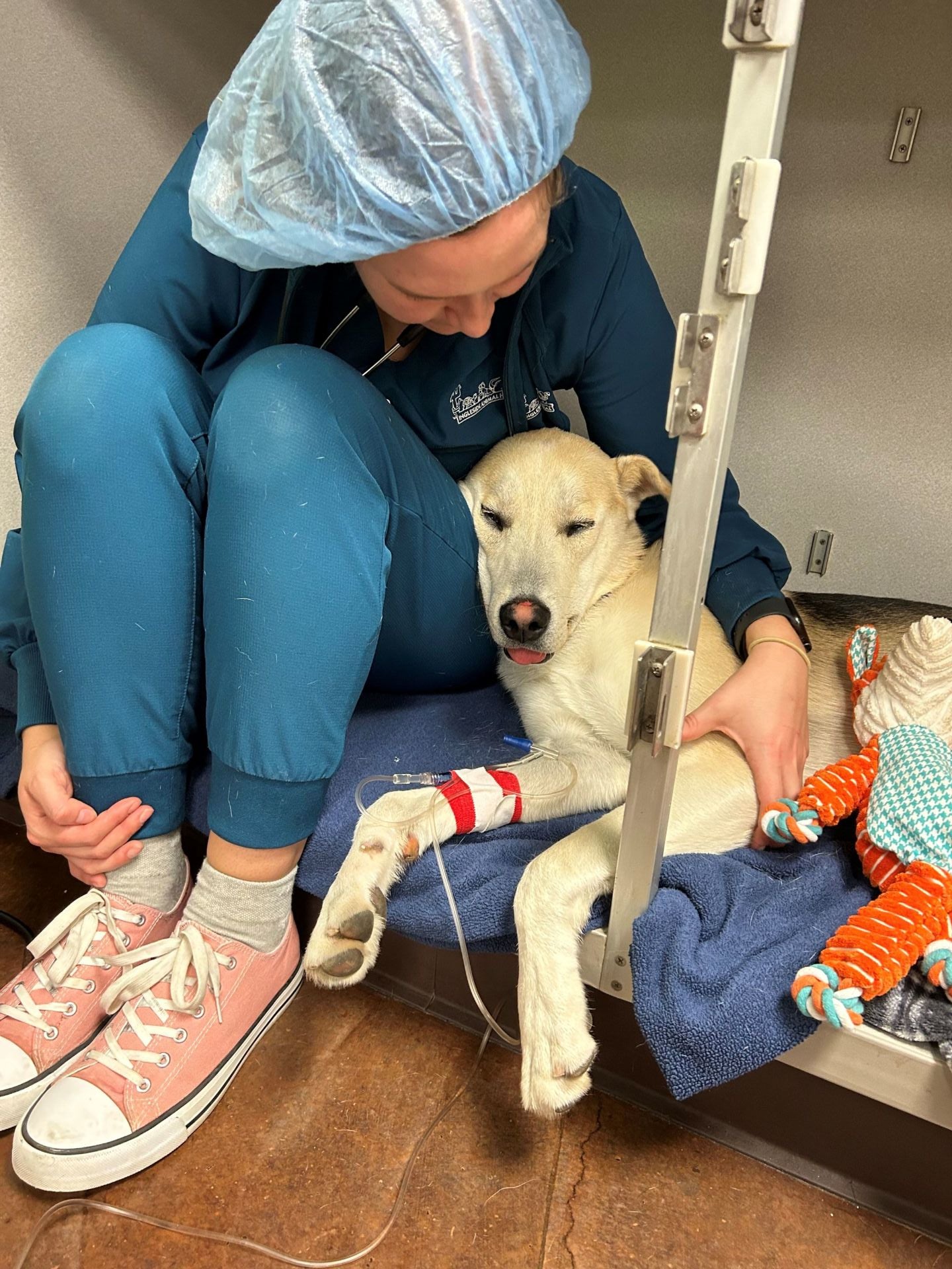 Veterinary Technician Ingleside Animal Hospital