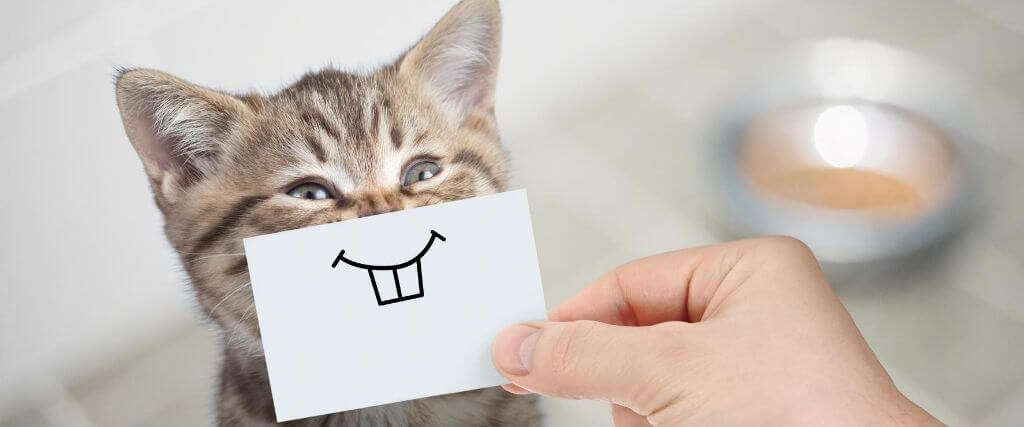 Facts about baby sales kittens