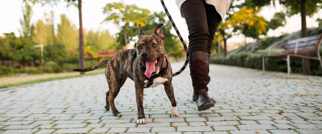 Is Your Dog Acting Up? Conquer Boredom With These 5 Tips