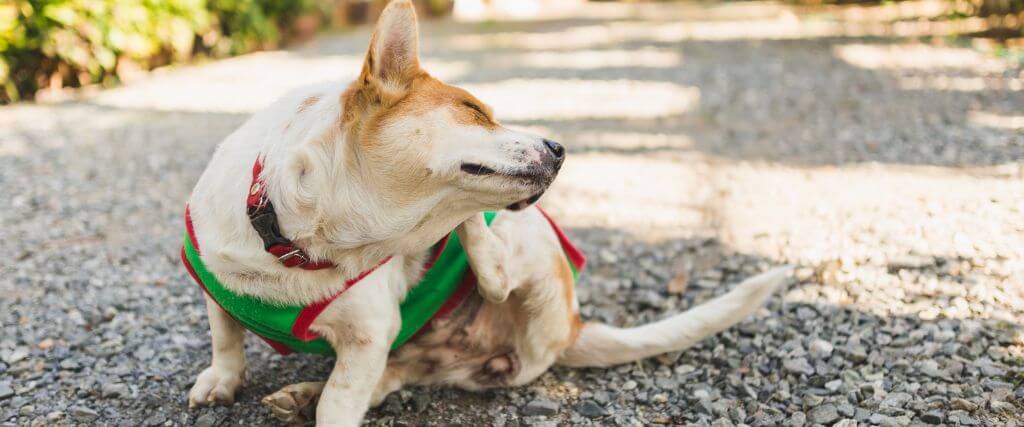 A dog itching due to dog dermatology and dog allergy issues.