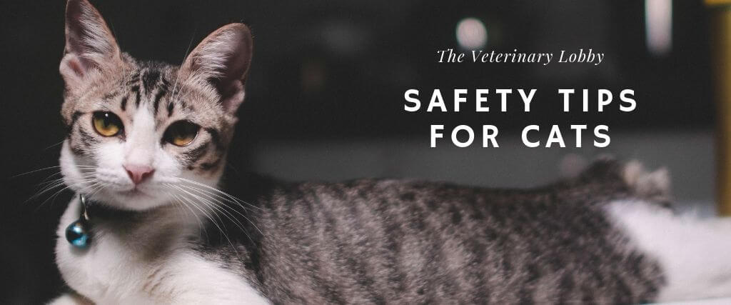 The Veterinary Lobby: Safety Tips for Cats