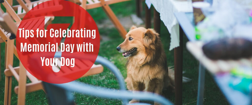 7 Tips for Celebrating Memorial Day with your Dog