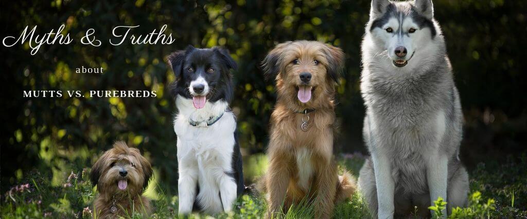 Myths and Truths About Mutts vs. Purebreds