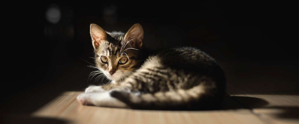 National Cat Day  Debunking 6 Common Cat Myths