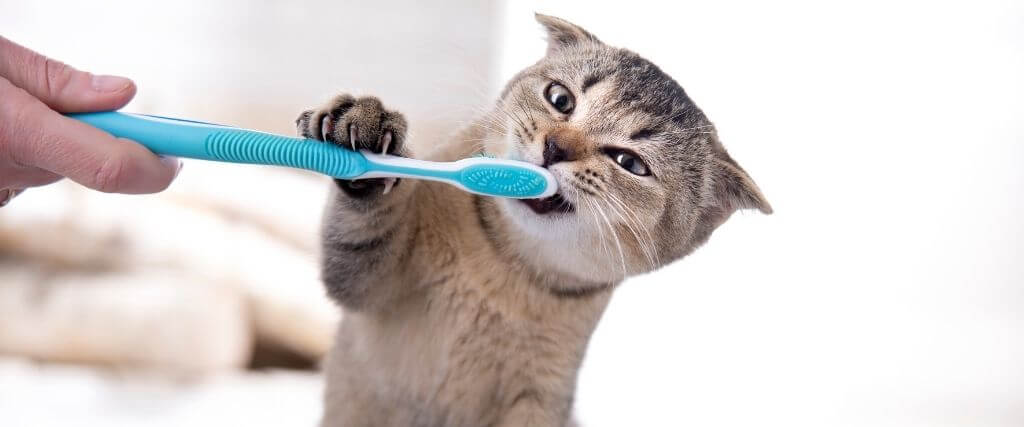 National Pet Dental Health Month: Caring For Your Cat's Teeth