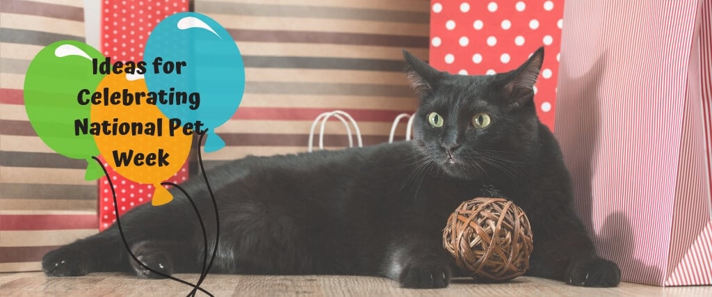 National Pet Week 2019: Ideas for Celebrating with Your Pet