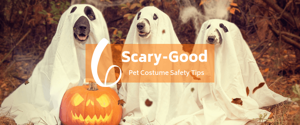 6 Scary-Good Pet Costume Safety Tips