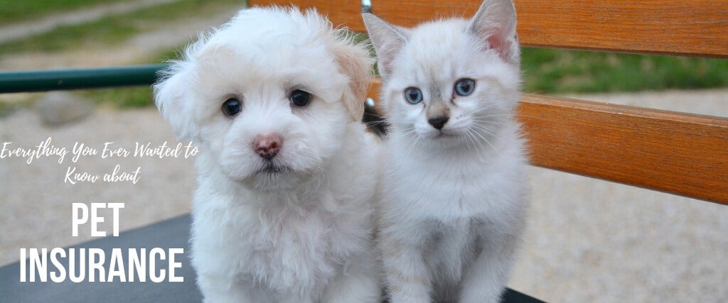 animal hospital near me