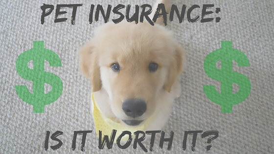 Pet Insurance - Is It Worth It? 