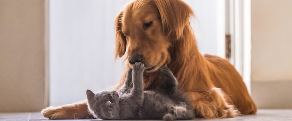 6 Things We Learned About Pet Care in 2020 