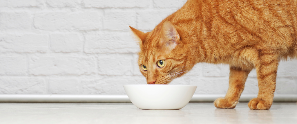 Help! My Cat is a Picky Eater! How to Know if Your Pet is Getting the Right Nutrients