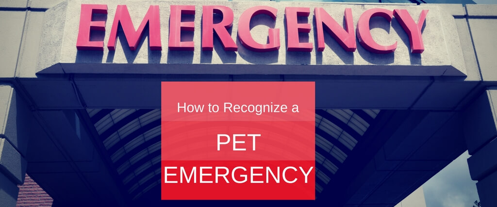 How to Recognize a Pet Emergency