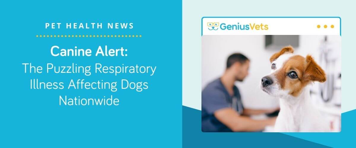 Canine Alert: The Puzzling Respiratory Illness Affecting Dogs Nationwide