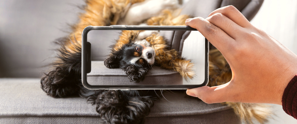 Say Cheese! Teach Your Dog to Smile for the Camera or the Veterinarian