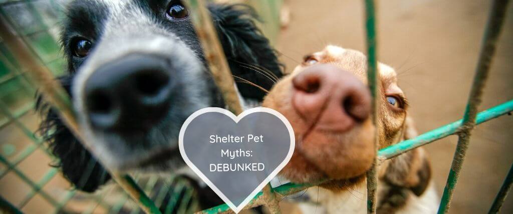 The Secret to Successful Pet Adoption: 7 Shelter Pet Myths Debunked