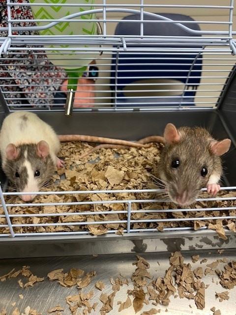 Hamsters
